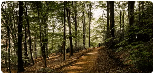 Hiking in Landscheid Forest