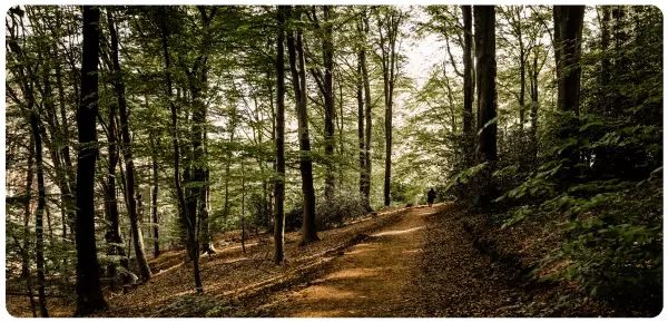 Wandern im Landscheider Wald