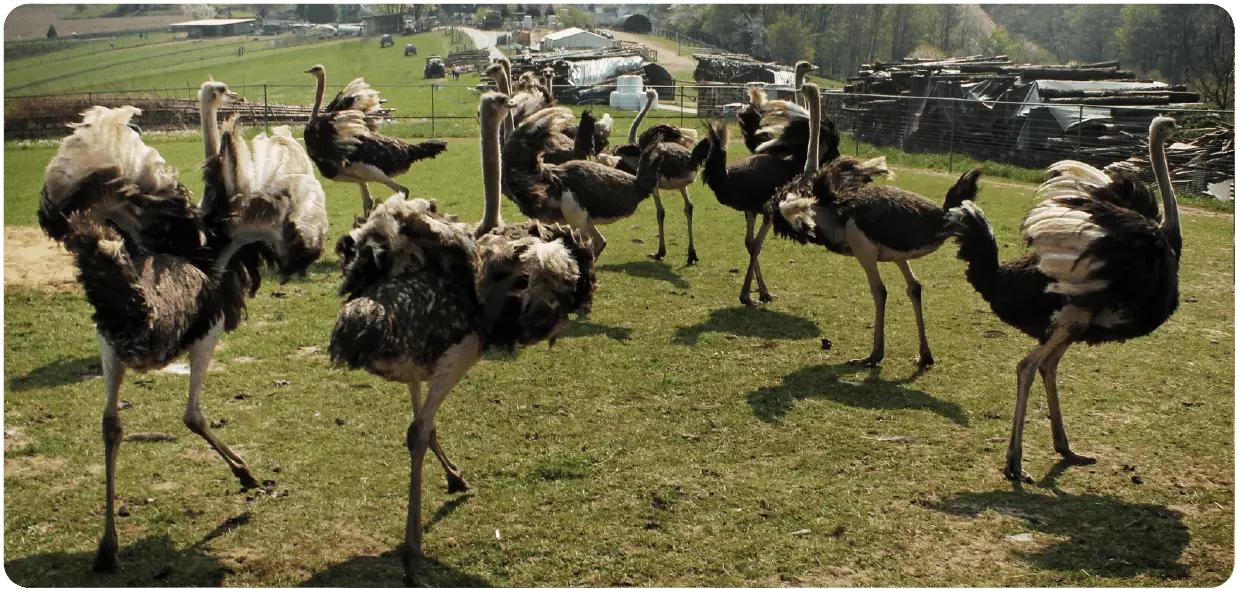 Ostrich farm Emminghausen